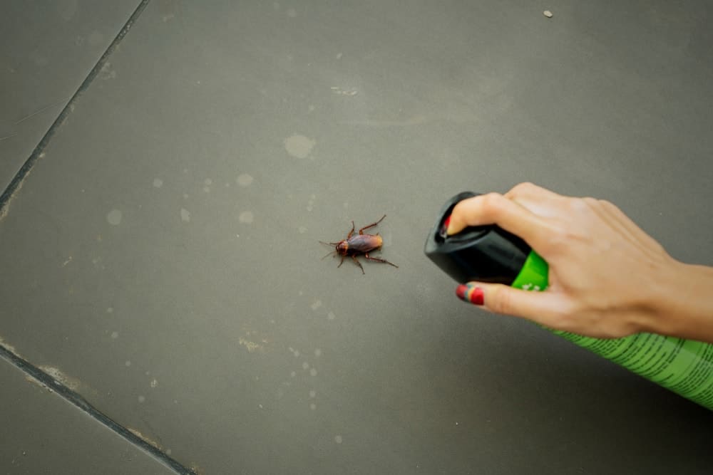 Cockroach Infestation Removal Service