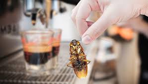 Professional Cockroach Control Treatment in Bhubaneswar