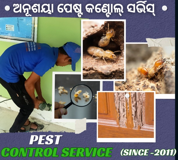 Best Anti Termite Treatment Services in Bhubaneswar Odisha